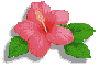 hibiscuslft.gif - 2093 Bytes